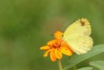 Butterfly On The Flower Stock Photo