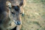 Deer Outside During The Day Stock Photo