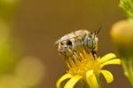 Anthophora Bimaculata Stock Photo