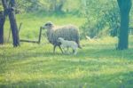 Sheep And Lamb On Green Field Stock Photo