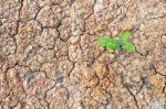 New Tree On Dry Soil Stock Photo