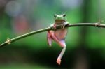 Dumpy Frogs, Dumpy Tree Frogs On Twigs Stock Photo