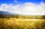 Grass Flower Field Stock Photo