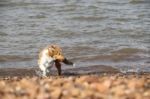 Puppy Collie On The Beach Pet Friendly Stock Photo