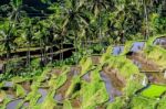 Rice Fields Of Bali Stock Photo