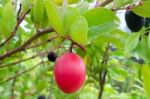 Carunda Or Karonda  (bengal-currants) Pink Fruit On Tree In The Garden.fruit For Health And High Vitamin Stock Photo