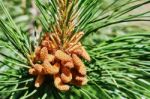 Emerging Pine Cone Stock Photo