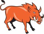 Razorback Head Charge Cartoon Stock Photo