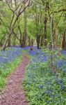 Bluebell Woods Stock Photo