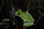 Red-Eyed Tree Frog Stock Photo