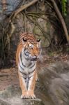 Bengal Tiger Standing On The Rock Stock Photo