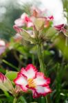  Azalea Flowers Blooming White Color Phu Echea Guard And Sun Stock Photo