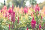 Colorful Flowers For Background Stock Photo