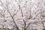 Sakura Cherry Blossom Stock Photo