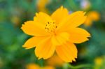 Cosmos Beautiful Yellow Flowers. Bloom Flourish Bloom Colors Contrast With The Green Of The Leaves And Trees Stock Photo