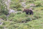 Brown Bear In Asturian Lands Stock Photo