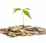 Tree And Coin On An Isolated White Background Stock Photo