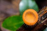 Orange Mushroom Stock Photo