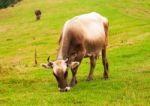 Brown Cow On Green Field Stock Photo