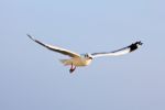 A Photo Of A Flying Seagull Stock Photo