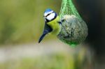 Blue Tit Stock Photo