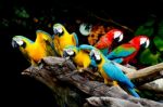 Beautiful Macaw Stock Photo