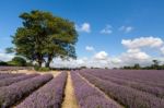 Lavender Field Stock Photo