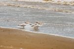 Royal Tern, Thalasseus Maximus At The Beach In Panama Stock Photo