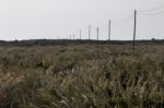 Electricity Wire On A Field Stock Photo