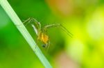 Long Legs Spider In Green Nature Stock Photo