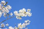 Beautiful Branch Of An Apple Tree With White Blossoms Stock Photo