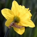 Daffodil Stock Photo