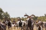 Herd Of Goats In A Pasture Stock Photo