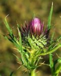 Thistle Bud Stock Photo