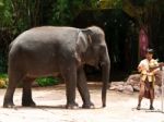 Asian Elephant Or Elephas Maximus Show Stock Photo