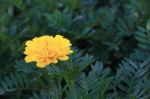 Yellow Marigold Flower On Dark Green Leaf Stock Photo