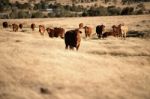 Cute Cows In The Countryside During The Day Stock Photo