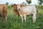 Country Cows Stock Photo