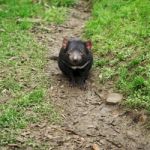 Tasmanian Devil Found During The Day In Tasmania Stock Photo