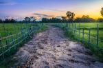 Landscape Of Soil Road With Spoor Animals And Bamboo In Nature Around Jasmine Rice And Toddy Palm Tree In Twilight Time Stock Photo