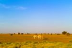 Desert Landscape In Sudan Stock Photo