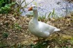 Domesticated Goose Living Wild Stock Photo