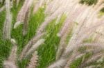 Beautiful Day Of Grass Flower Field Stock Photo