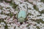 Green Rose Chafer (cetonia Aurata) Beetle Stock Photo