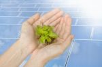 Hands Holding Green Plant On Solar Cells Stock Photo