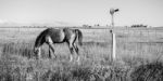 Horse In The Paddock Stock Photo