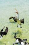 Pelicans Feeding In The Water Stock Photo