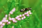 Fly Hoverflies On Flowering Tamarisk Stock Photo