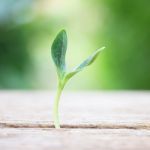 Growing Plant On Wooden Table Stock Photo