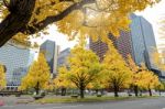 Yellow Ginko Leaves In Autumn Stock Photo